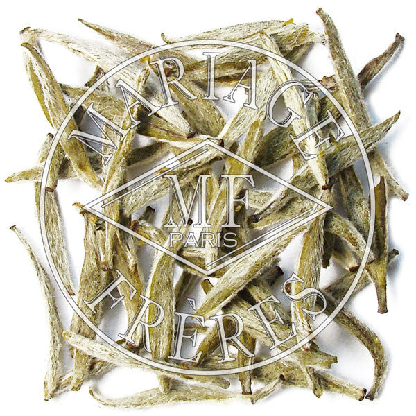 BLANC JASMIN - image 1
