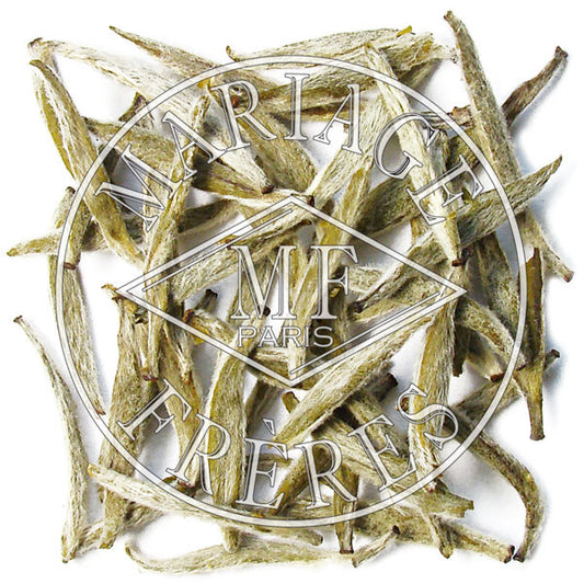 BLANC JASMIN - image 1